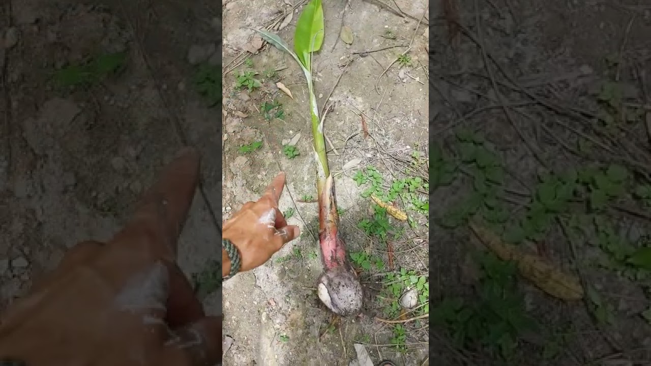 Melhor muda de banana para plantar!