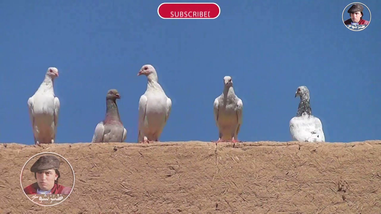 نمایشنامه ی طنز (کفتر بازی) جدید/کاری از گروه هنری طنز شوخ