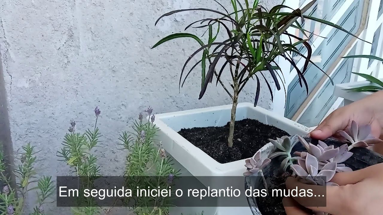 Suculentas - Crotons - Plante você mesmo