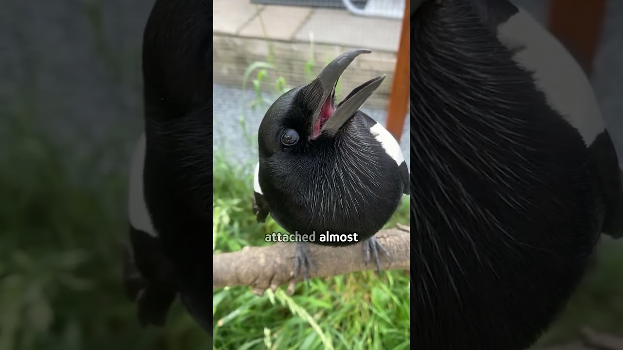 Magpie always comes back to her