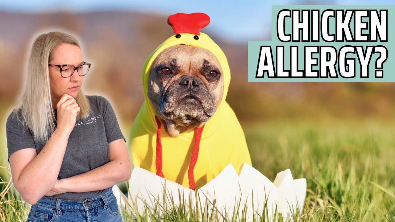 Why Are So Many Dogs Allergic To Chicken?
