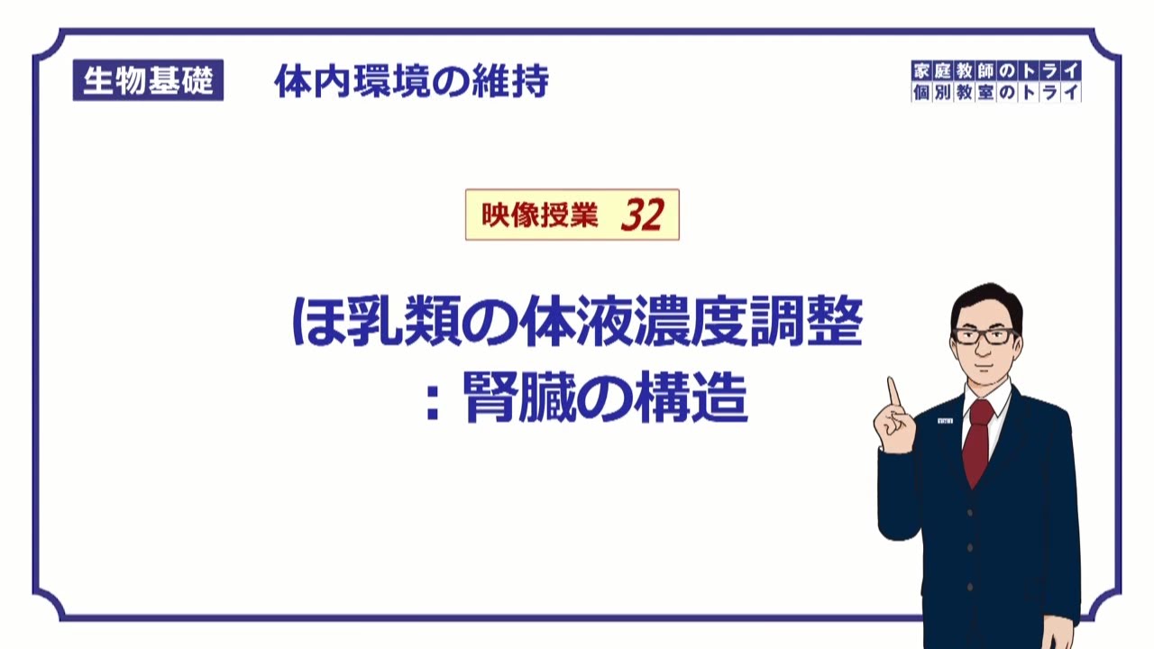 【生物基礎】　体内環境の維持32　ほ乳類の体液濃度調節：腎臓の構造　（１４分）