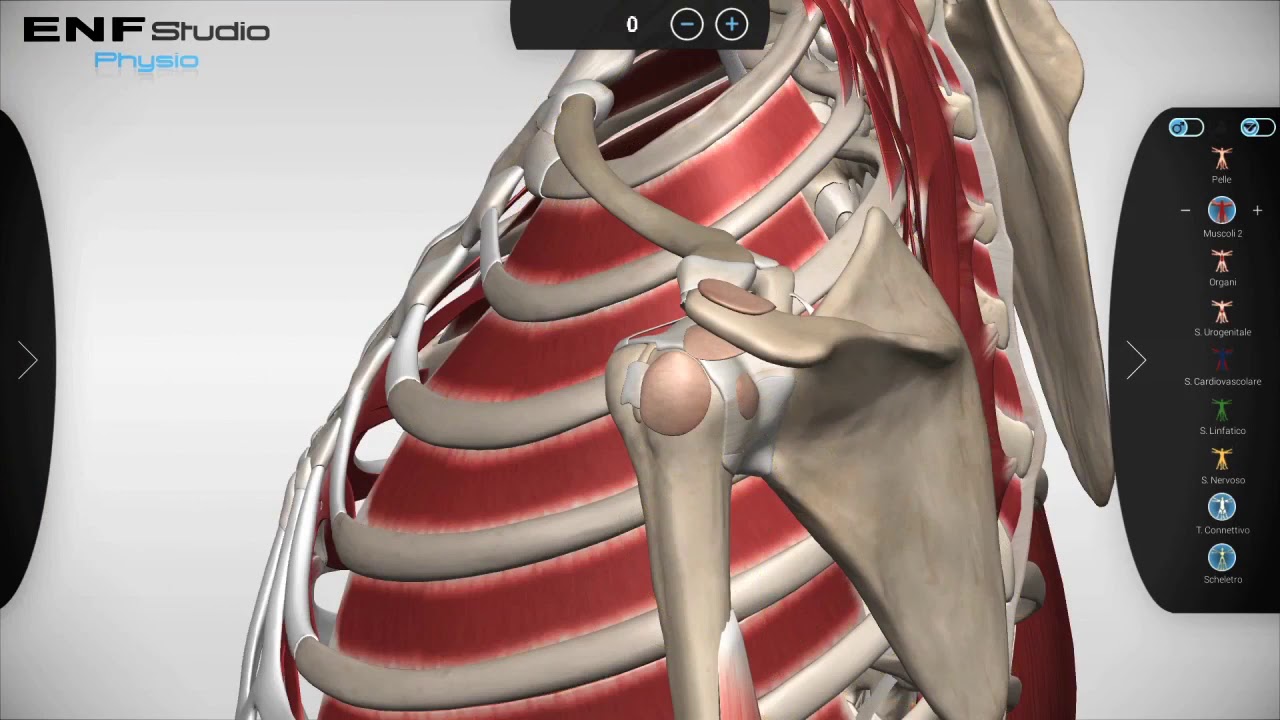 ENF Studio Physio - artroza i terapia stożka rotatorów