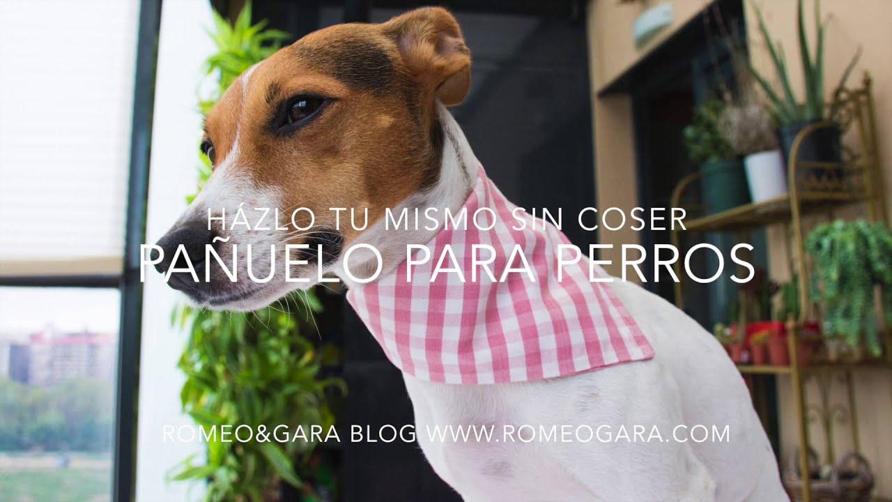 C&oacute;mo hacer un pa&ntilde;uelo para perro: muy f&aacute;cil y sin coser