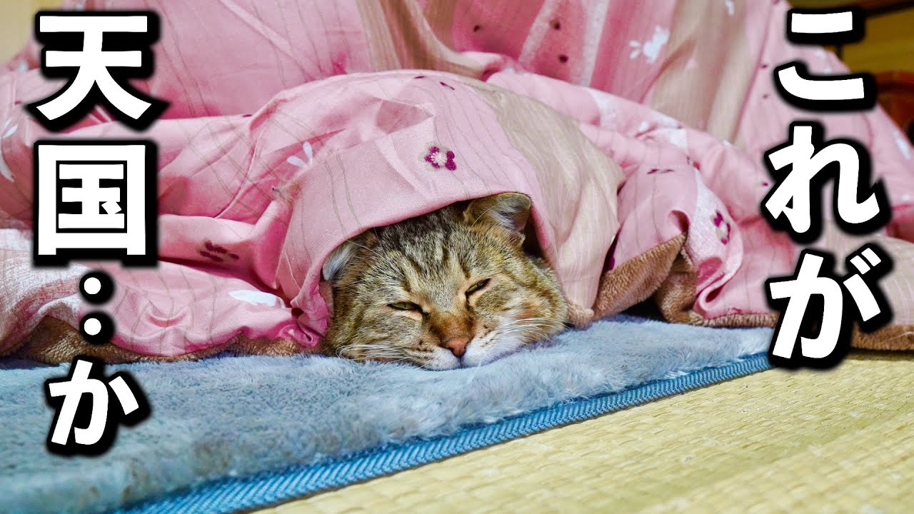 庭に住みついた野良猫を家猫へ#3【こたつとの出会い】