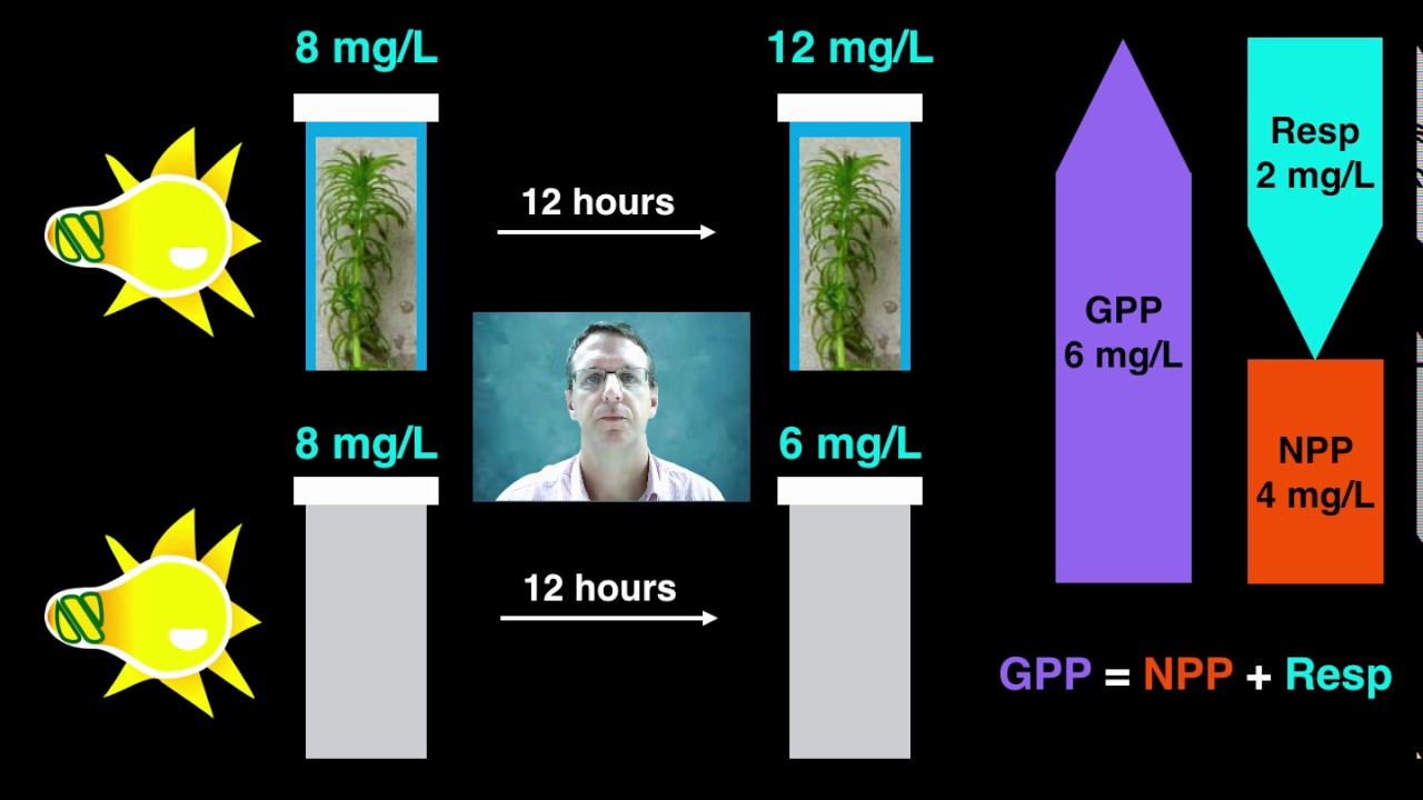 Energy Flow and Pyramids
