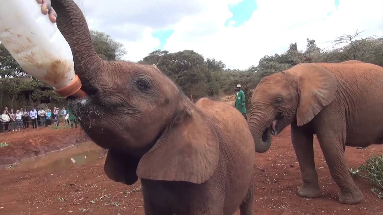 Elephant Orphanage - Orfanato de Elefantes