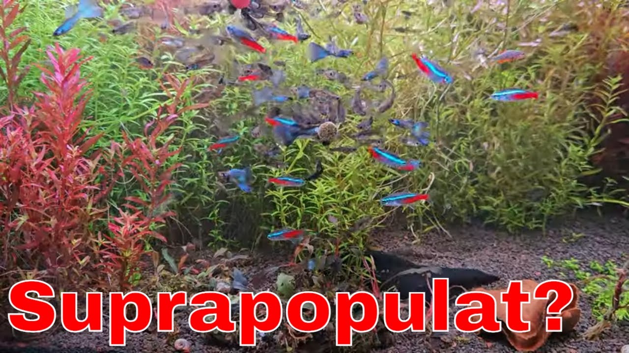 Guppy blue Moscow, linia mea de pești pe care o cresc în acvarii