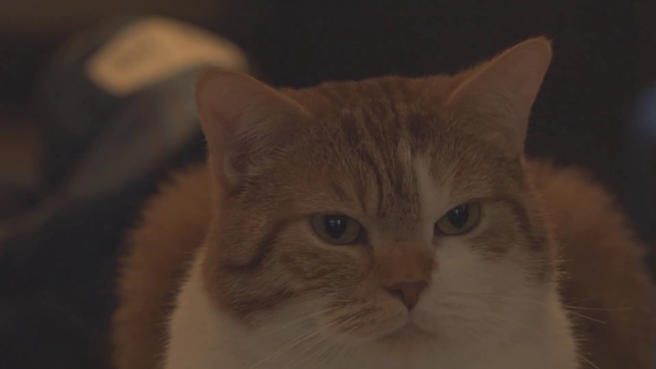 Im M&uuml;nchner Katzencaf&eacute; - Das Gl&uuml;ck wohnt zwischen Katzen