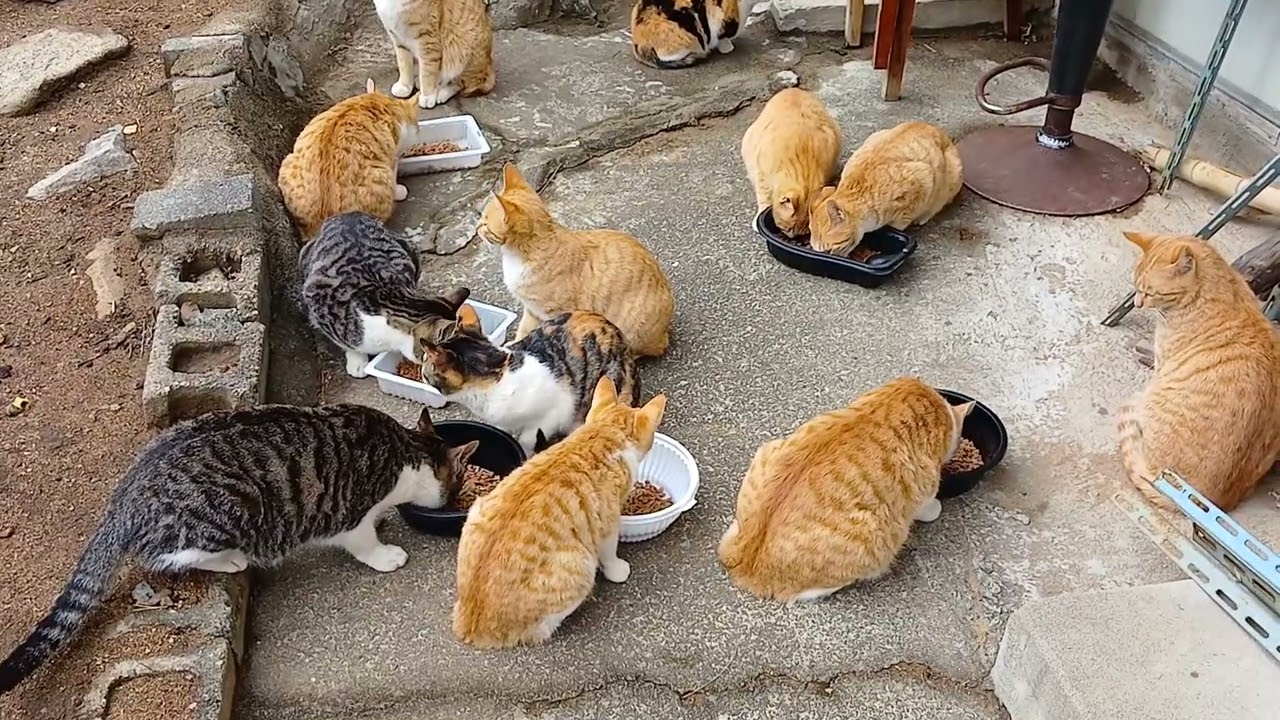 길고양이~새끼6마리 생후 315일차 이고,새끼4마리 생후 277일차 입니다~^^