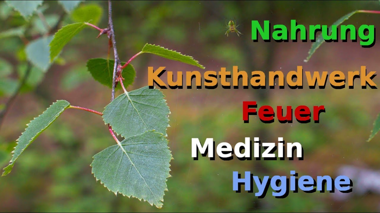 Alles über die Hängebirke [Pflanzenkunde]
