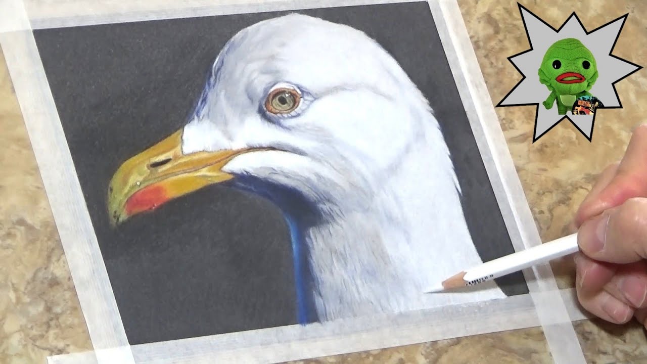 Seagull (Time Lapse Colored Pencil Sketch)