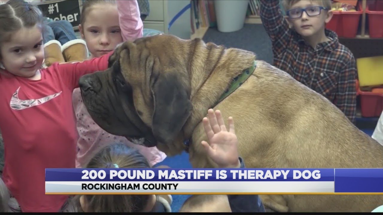 Mastiff serves as therapy dog at Virginia elementary school