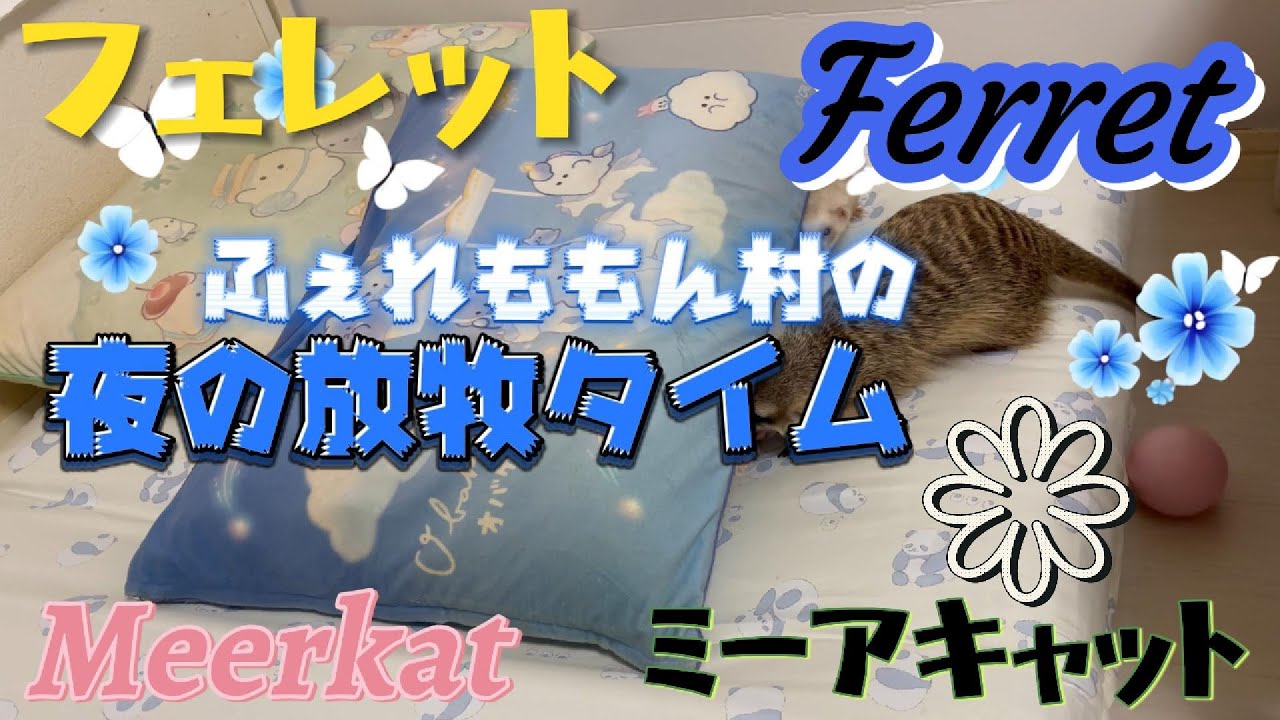 【フェレット・ミーアキャット】夜の放牧タイム