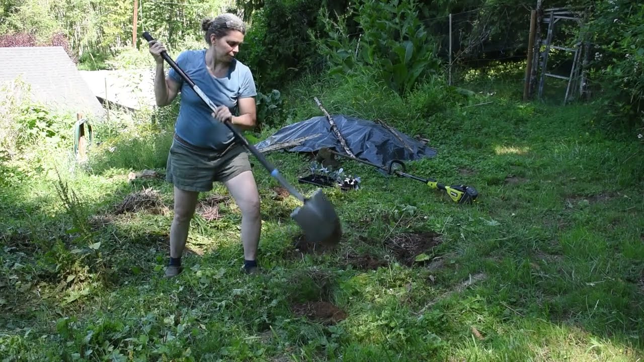 digging holes and planting the last cabbages