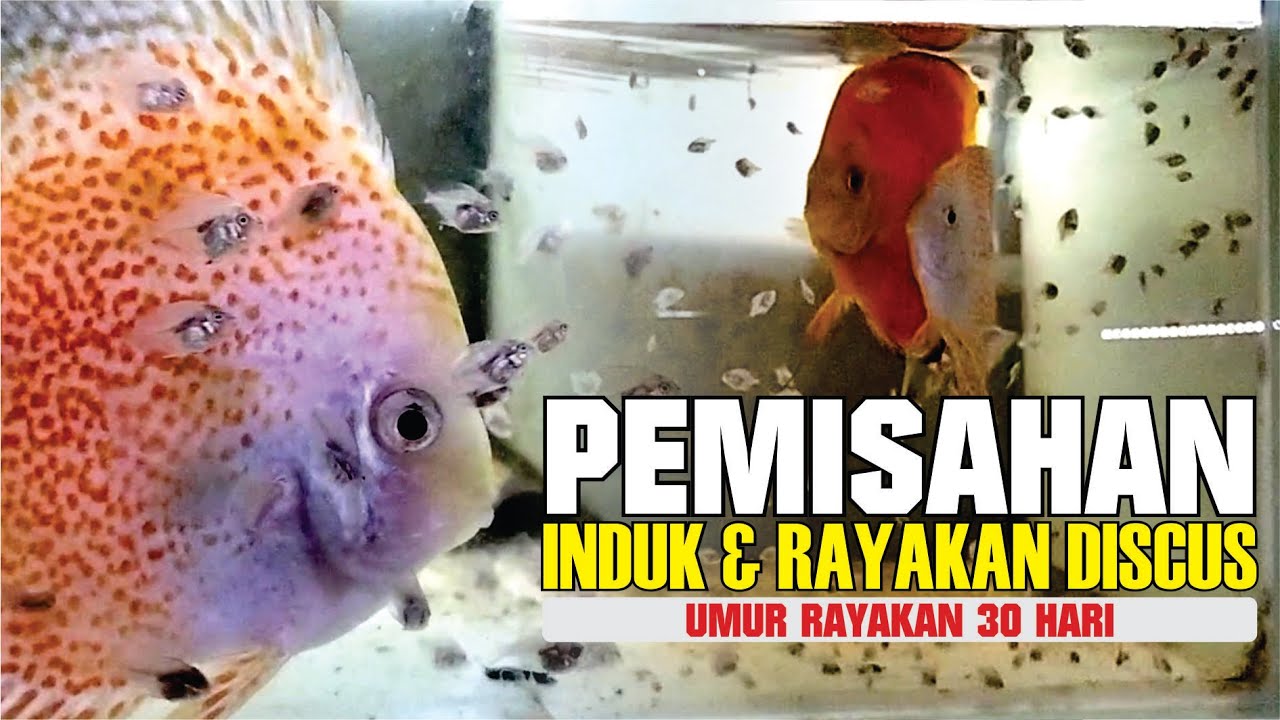 PEMISAHAN INDUK DAN RAYAKAN DISCUS