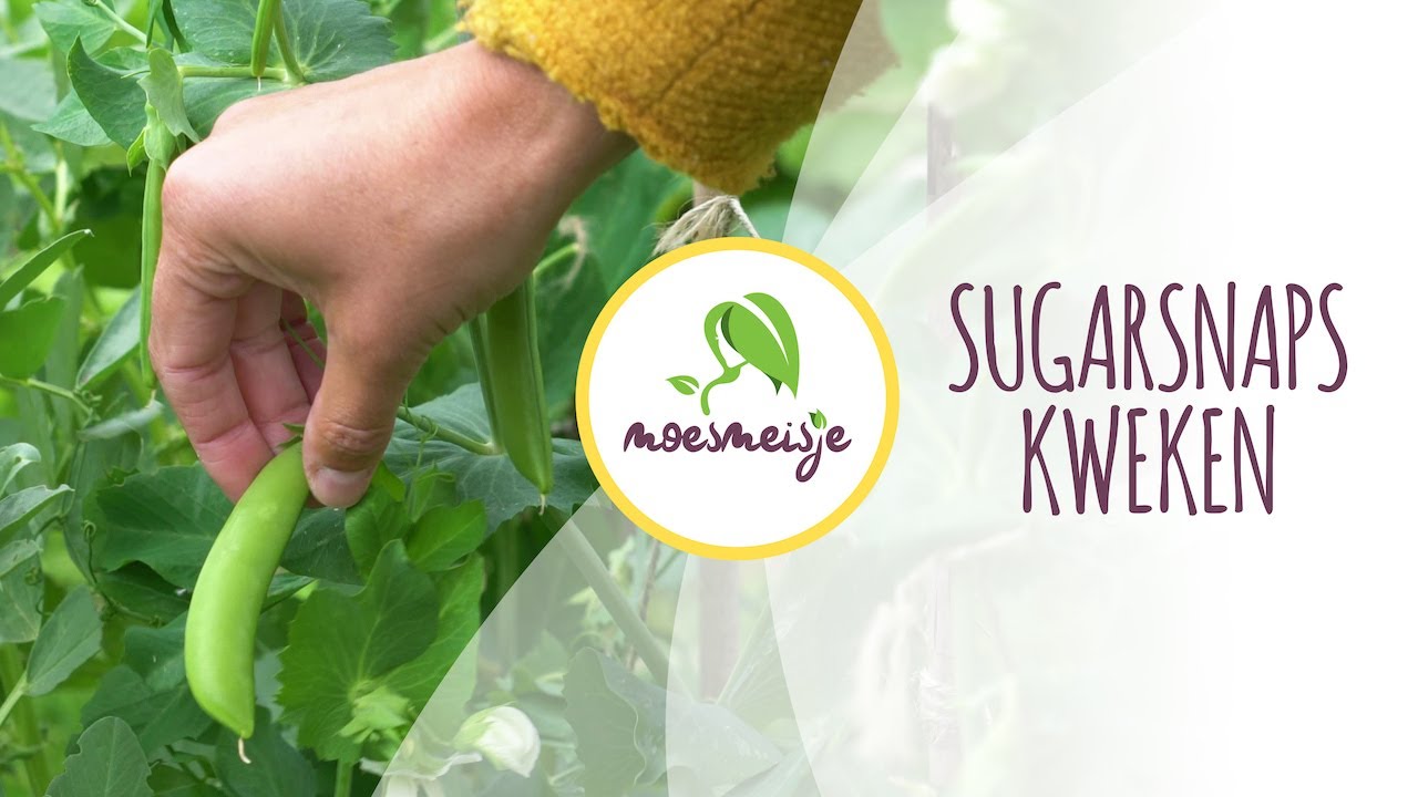 Sugarsnaps zaaien, uitplanten en oogsten | sugarsnaps kweken