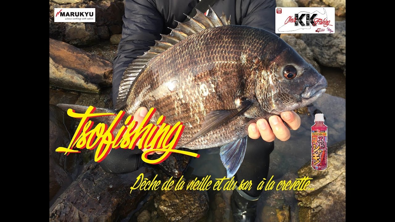 Isofishing : Pêche de la vieille et du sar à la crevette