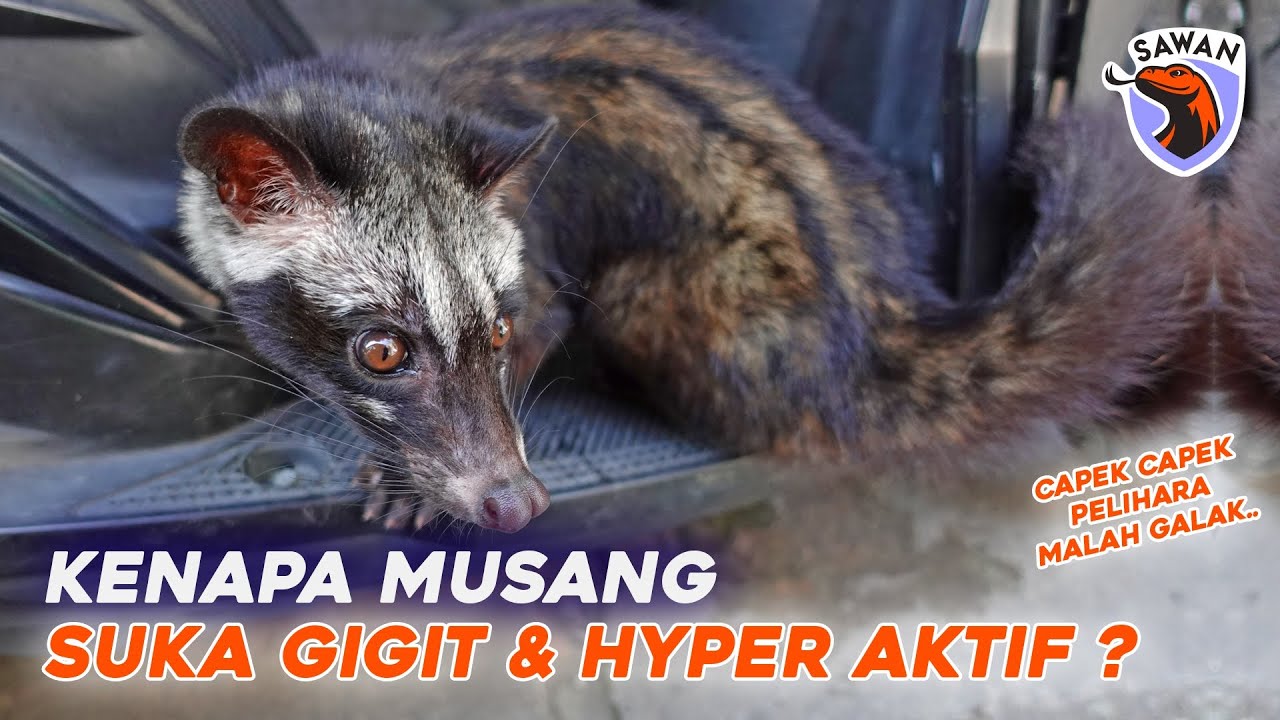 KENAPA MUSANG SUKA GIGIT & HYPER AKTIF ? #SAWAN
