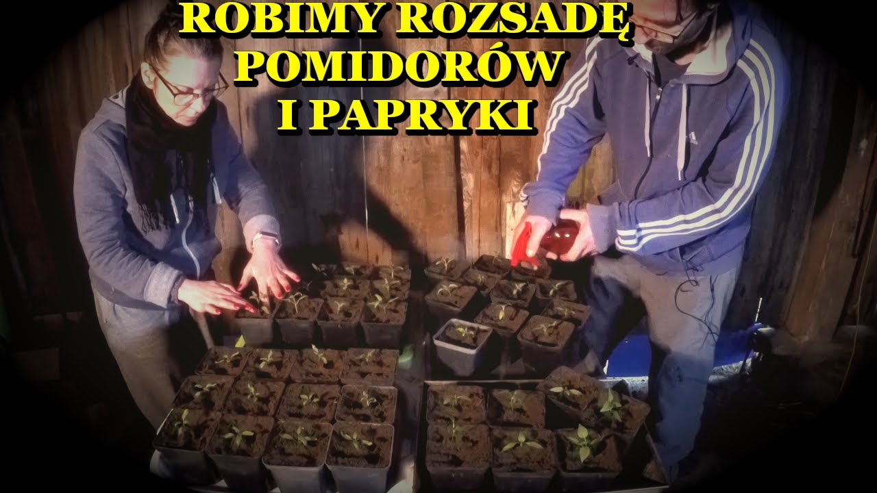 Jak pikowaliśmy pomidory i papryki