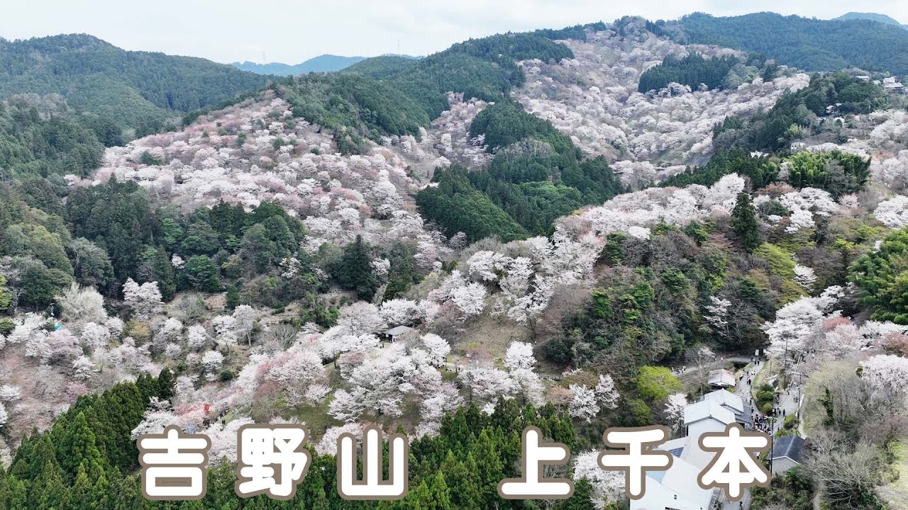吉野山 桜で満開の上千本（五郎兵衛茶屋、如意輪寺、桜の広場、滝桜、花矢倉展望台）
