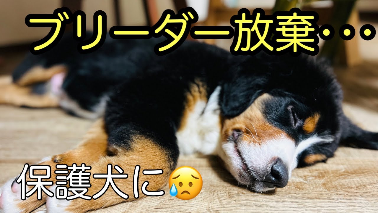 ビート♂3ヶ月バーニーズマウンテンドッグがうちに！可愛いパピーちゃん😊#犬 #保護犬 #バーニーズマウンテンドッグ
