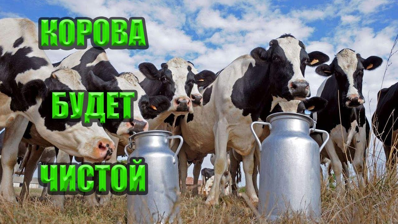 Что  надо  делать чтобы  КОРОВА  была  ЧИСТАЯ сельские  хитрости !