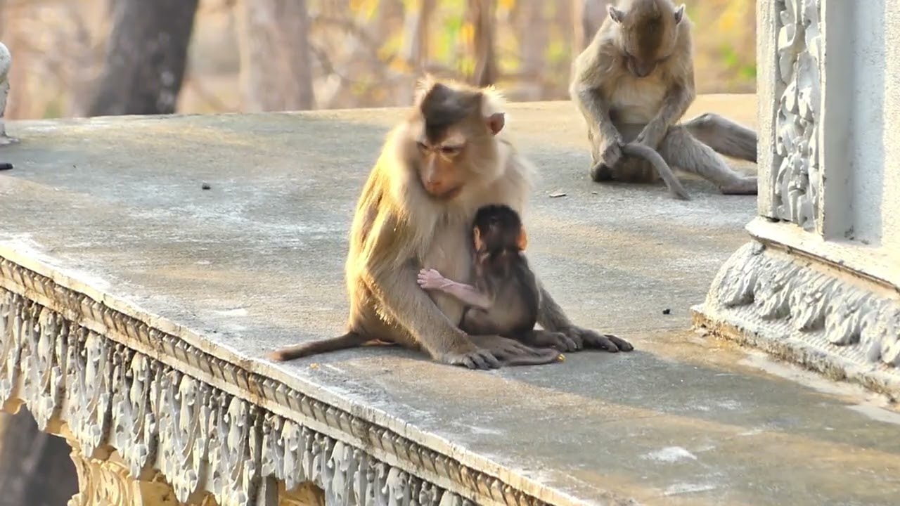 Wow Beautiful Tiny BB monkey Feel S@d when Monkey Lipa Not A llowed Learn to Walk