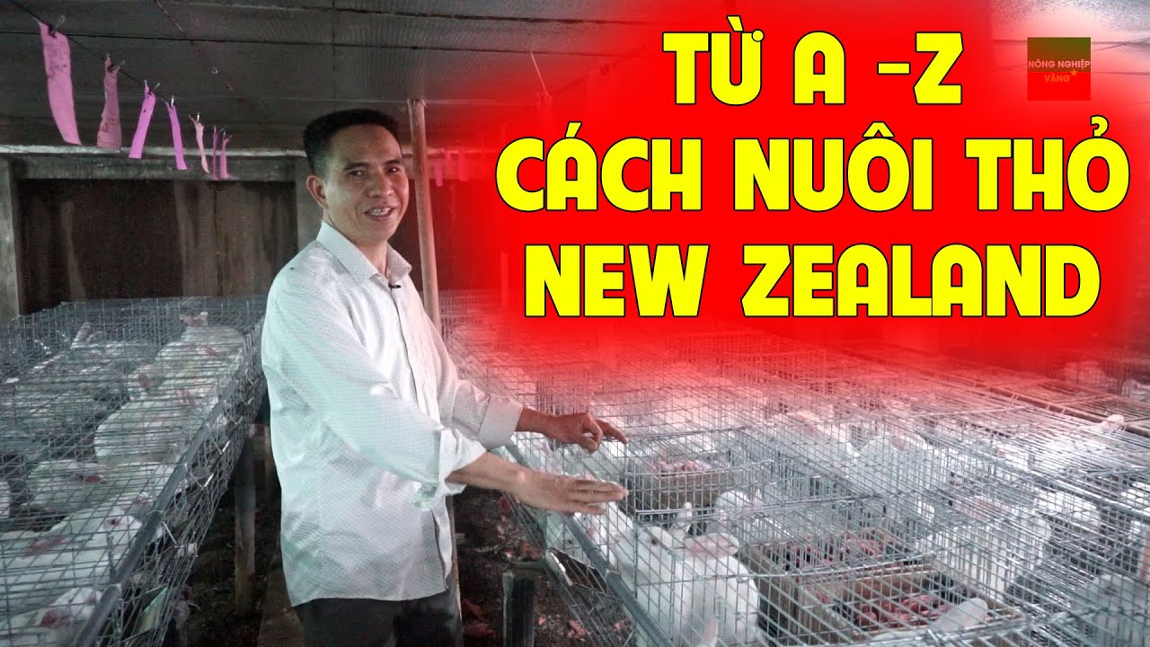 ANH NÔNG DÂN HẢI DƯƠNG TIẾT LỘ BÍ QUYẾT NUÔI THỎ NEW ZEALAND TỪ A - Z