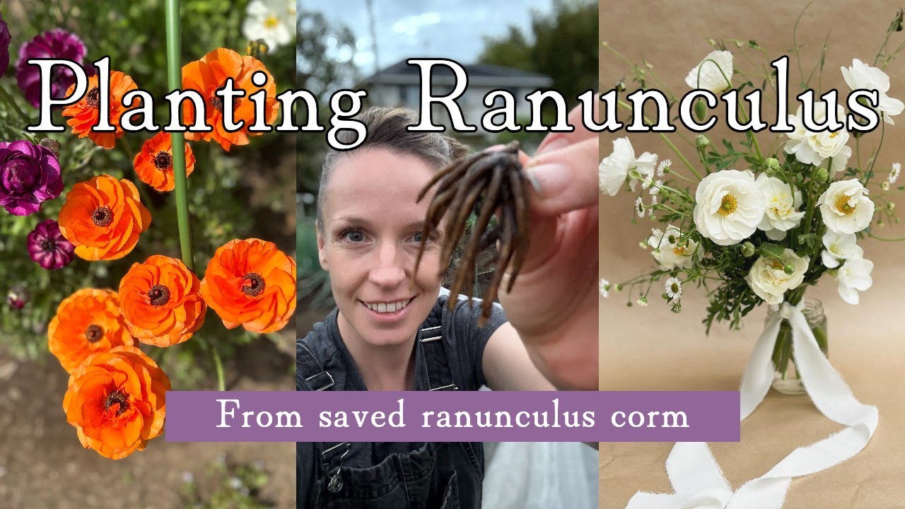 Fall Planting Ranunculus from Saved Corms
