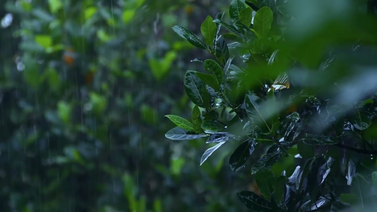 Lluvia sobre Hojas Verdes 🌧️ Sonidos Naturales para Calmar la Mente