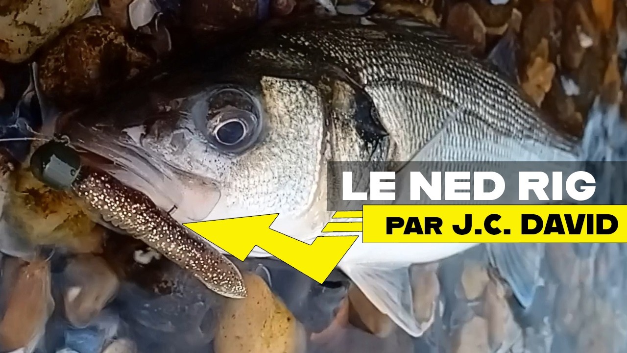 La pêche au NED RIG par Jean Christophe David