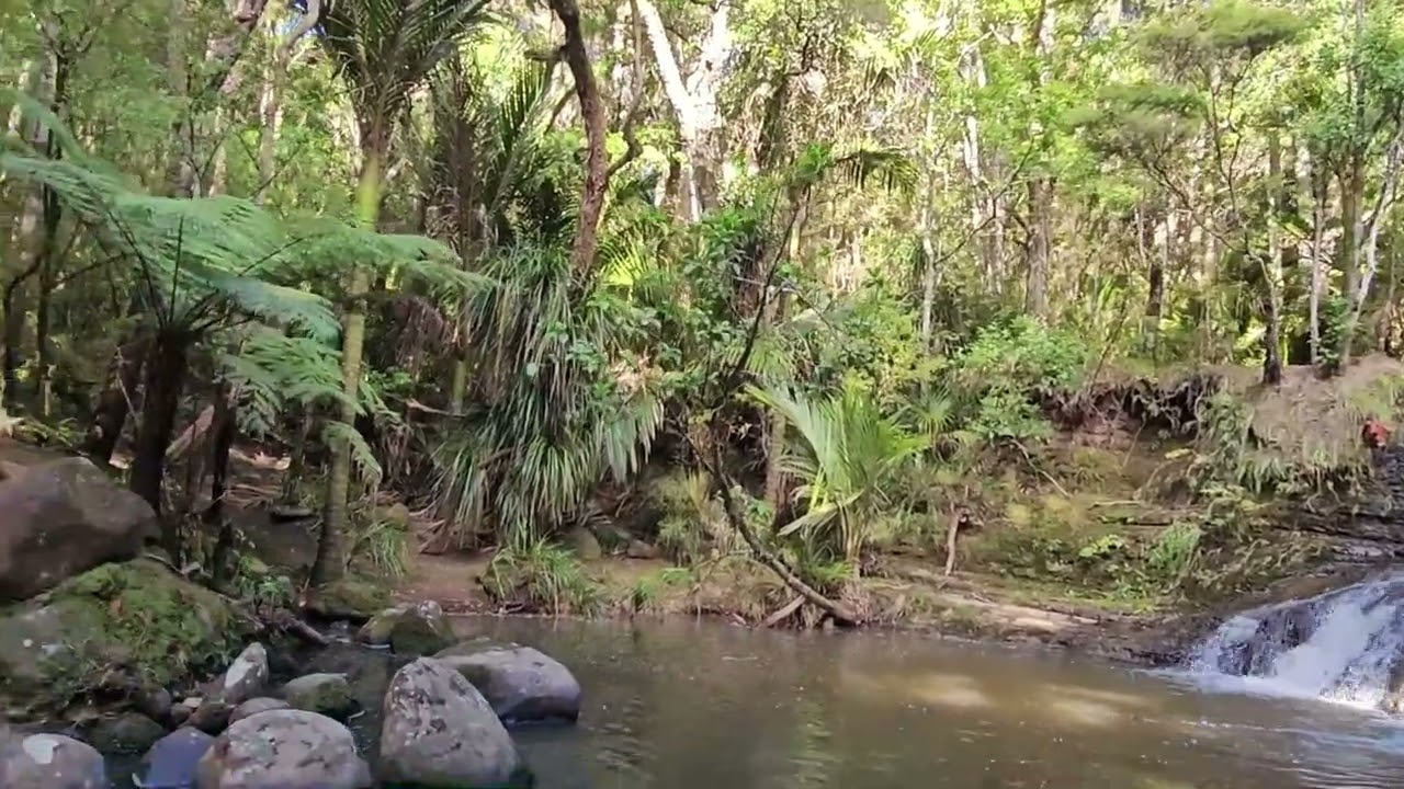 Serene Bush Walk to a Hidden Waterfall near Auckland NZ. Relaxing Sounds & Peaceful Forest Adventure