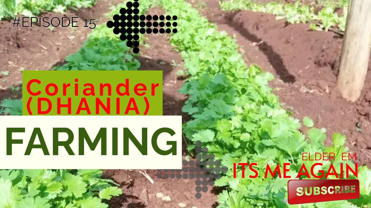 Quick Money in 2 Weeks - Coriander (Dhania) Farming by Elder EM - Its Me Again - Smart Dania Farming