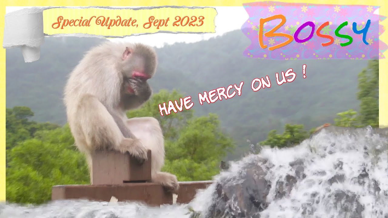 Special update : Monkey Hill post flood 😣 & Bippy is a thief 😳