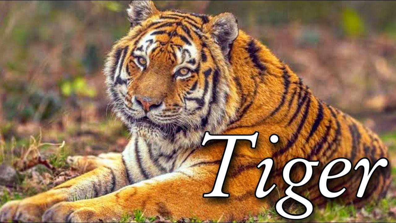 Tiger What We Know So Far. All about Tigers - Interesting Facts