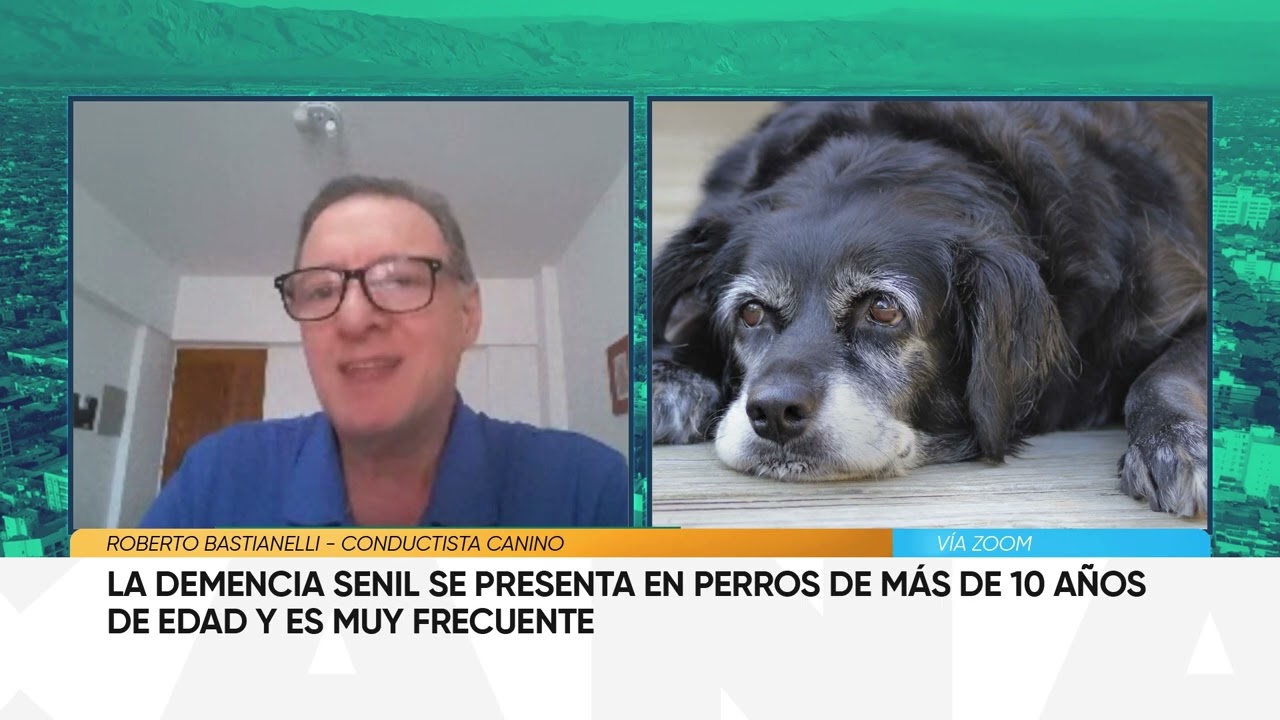 Demencia senil en perros: ¿cómo detectarla y qué hacer ante esta afección recurrente?