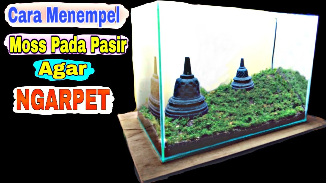 Cara Menempel Moss Pada Pasir Agar Ngarpet Secara Alami