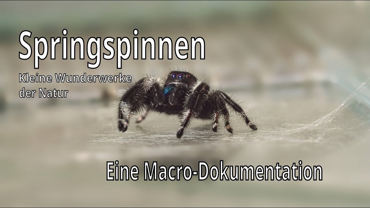 Springspinnen   Kleine Wunderwerke der Natur eine Makro Dokumentation