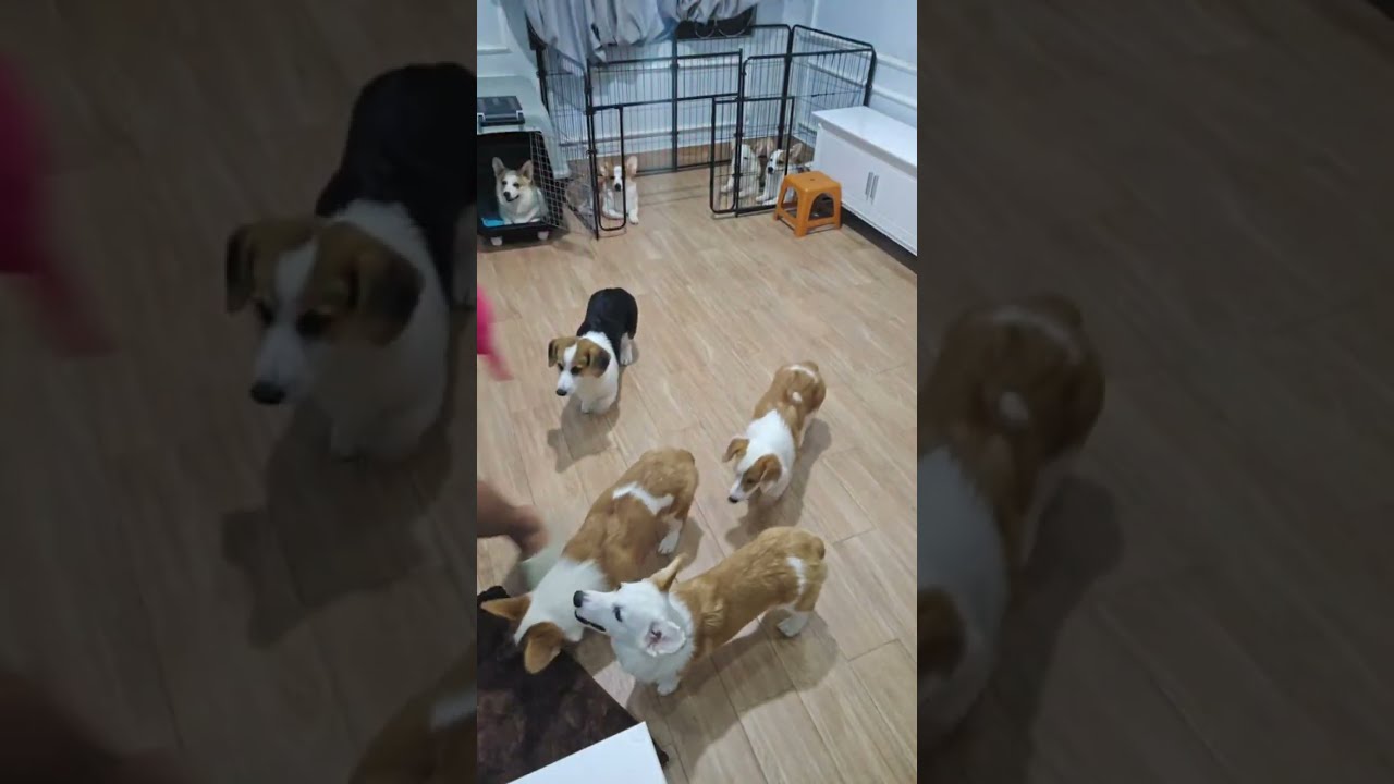 🐶 코기TV | Corgi TV |치리 오늘은 때굴때굴때굴 3번 할까?🐶 코기 7남매 저녁먹방 | Corgi Triple Roll Challenge