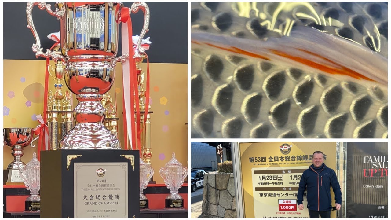 ALL JAPAN KOI SHOW 2023!!! 100CM GRAND CHAMPION!!