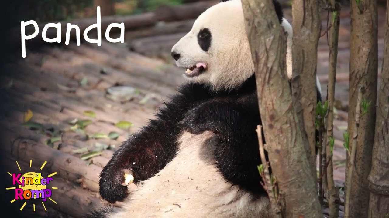 Hello Panda 🐼 Soft Start Music for Students  10 Minute Nature Background Video