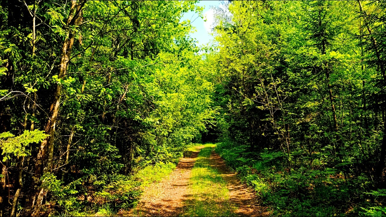 Спокойное пение птиц в глубине леса 🌿 Природная атмосфера для релаксации