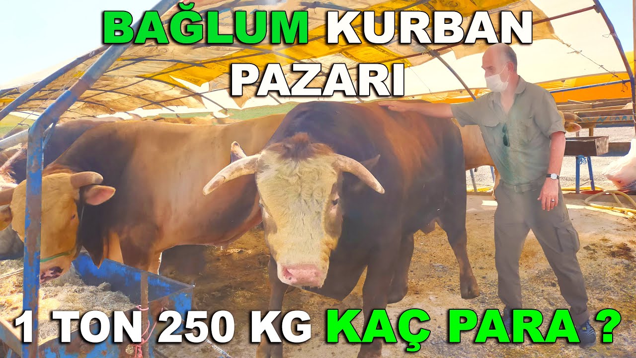 ANKARA BAĞLUM ''KURBAN'' PAZARI !!! | BENİM ADIMI VERENE 500 TL İNDİRİM !!!