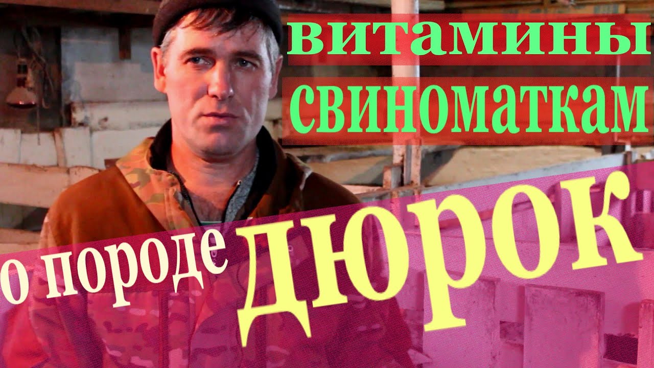 витамины для свиней# о породе дюрок