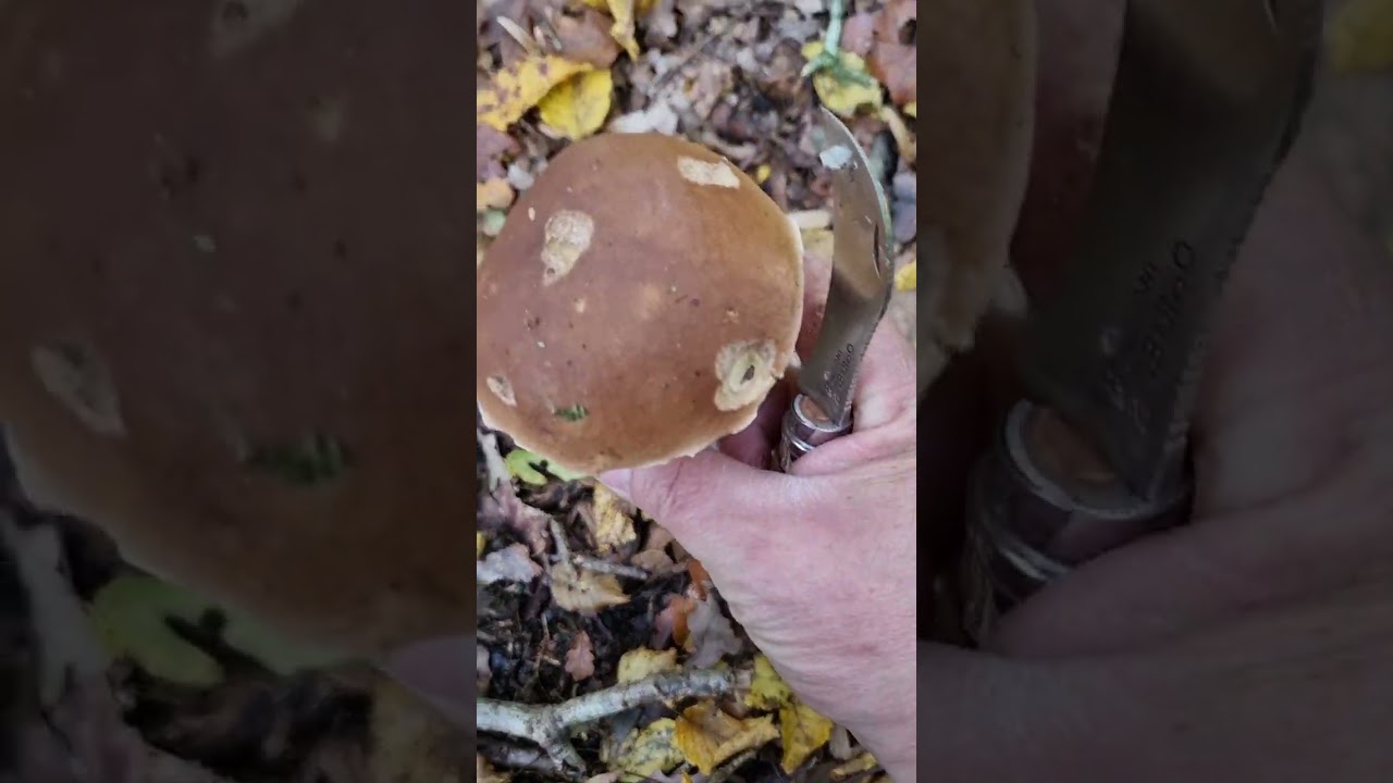 Cèpes magnifique  4 Novembre grosse poussé.