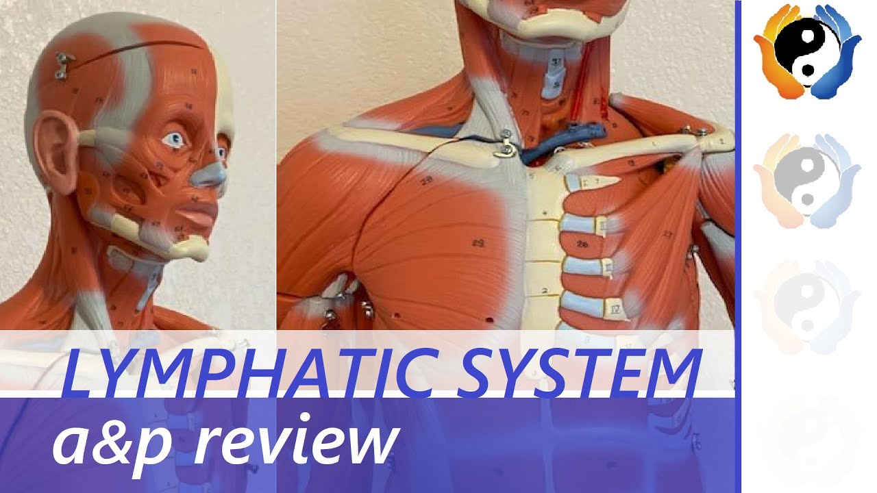 Lymphatic System Review