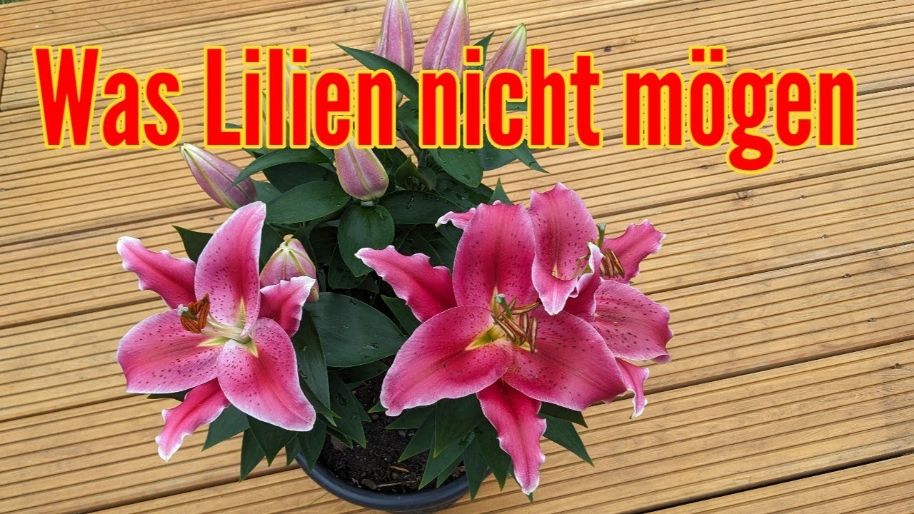 Was Lilien nicht mögen - Diese FEHLER solltest du unbedingt vermeiden