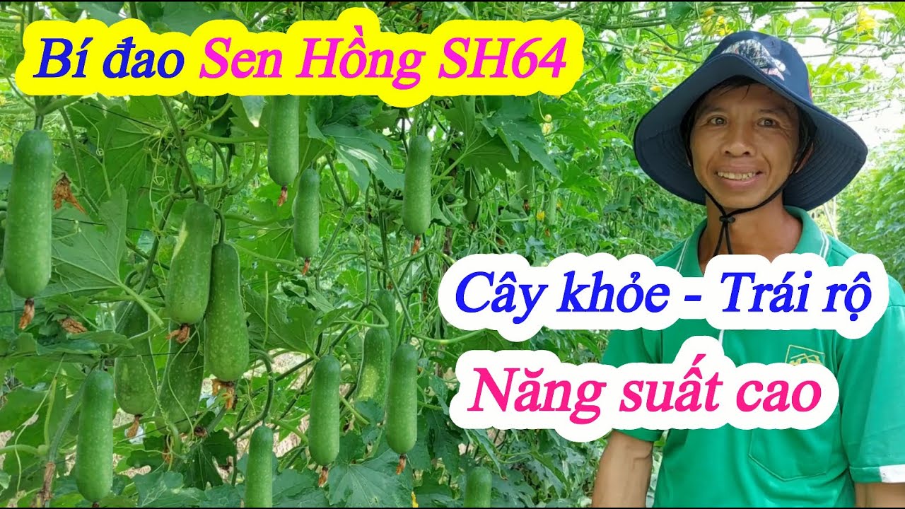 Kỹ thuật và Kinh nghiệm trồng Bí đao đạt năng suất cao: Bí đao Sen Hồng SH64, Tại Sa Đéc - Đồng Tháp