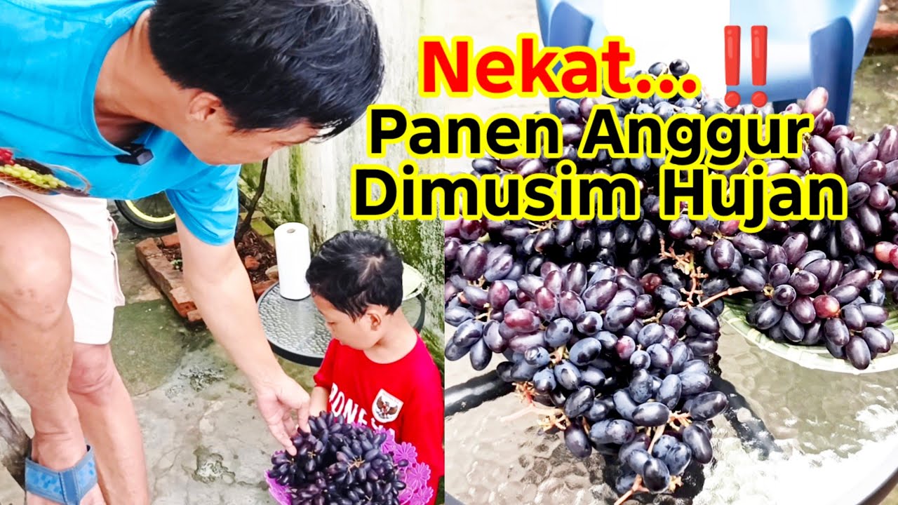 Nekat...!!! Panen Anggur Dimusim Hujan